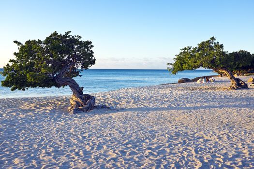 Dividivi trees on Aruba