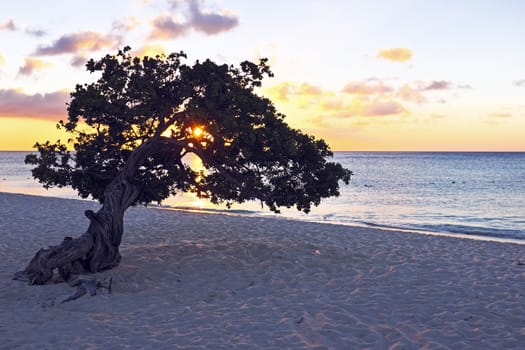 Dividivi tree on Aruba
