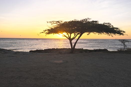 Dividivi tree on Aruba