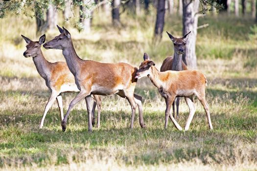 Deers in the forest