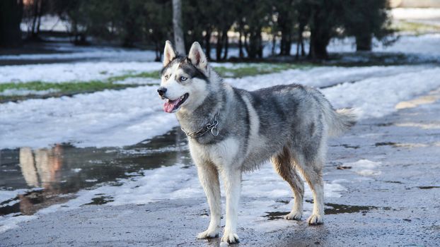 siberian husky pet dog love sexy close up blue eyes