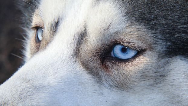 siberian husky pet dog love sexy close up blue eyes