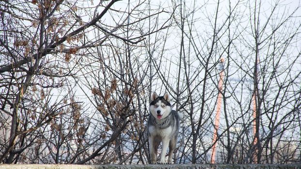 siberian husky pet dog love sexy close up blue eyes