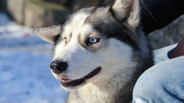 siberian husky pet dog love sexy close up blue eyes