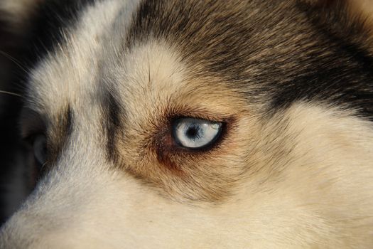 siberian husky pet dog love sexy close up blue eyes