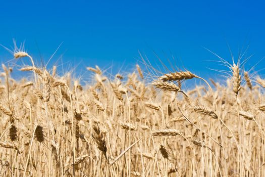 Beautiful golden wheat field under blue sky