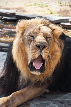 King of animals - African male lion in zoo