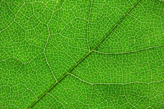 Nice macro photo of big green leaf