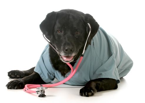 senior pet care - labrador retriever wearing stethoscope and lab coat isolated on white background