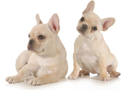 french bulldogs - two puppies isolated on white background