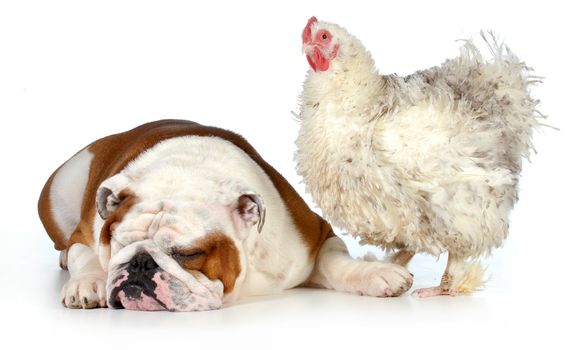 two animals - farm chicken and english bulldog together isolated on white background