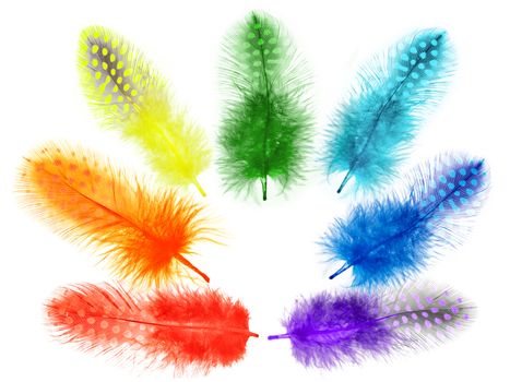 Guinea fowl feathers are painted in bright colors of a rainbow isolated on white background. collage