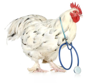 poultry health and veterinary care - chicken wearing a stethoscope isolated on white background
