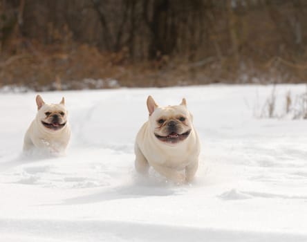 dogs in winter - two french bulldog running in the snow 