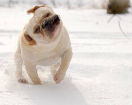 dog shaking snow off - french bulldog with funny expression while shaking head - 2 year old male