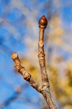 Tree bud closeup shot on a sunny afternoon on street