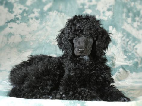 standard poodle puppy laying down - 8 weeks old