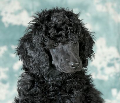 standard poodle puppy portrait - 8 weeks old