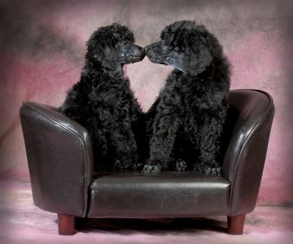 puppy love - two standard poodle puppies kissing on the couch - 8 weeks old