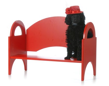 female standard poodle puppy wearing red hat sitting on red bench isolated on white background - 8 weeks old