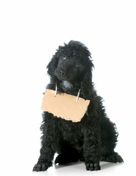 dog communication - standard poodle puppy with cardboard sign around neck isolated on white background - 8 weeks old