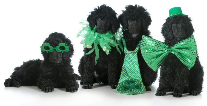 four standard poodle puppies wearing St Patricks Day costumes - 8 weeks old