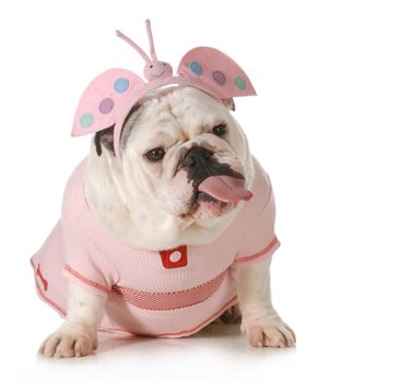 english bulldog wearing butterfly costume with an attitude isolated on white background