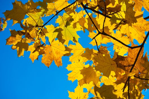 Beautiful photo of autumn maple with golden yellow leaves