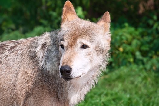 Nice close up portrait of gray wolf