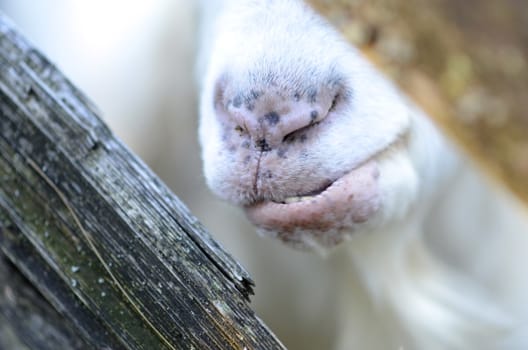 A goat eating