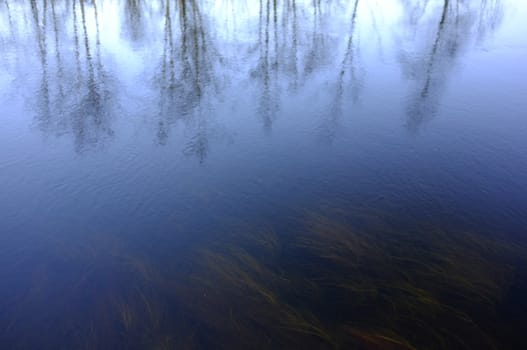Grass underwater with reflection of trees