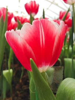 colorful tulips. tulips in spring 