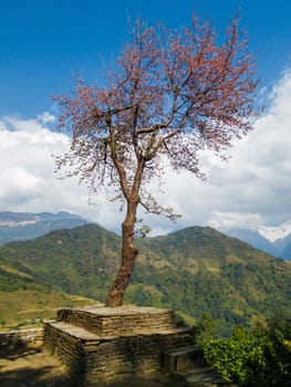 Single tree with pink flowers in Nepal