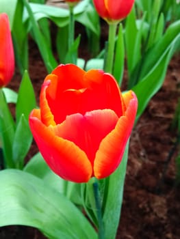 colorful tulips. tulips in spring 