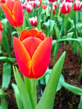 colorful tulips. tulips in spring 