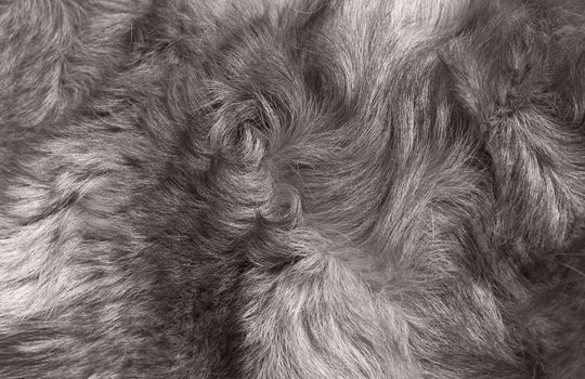Wolf fur close-up. gray, white color. 
