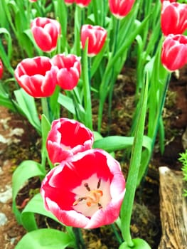 colorful tulips. tulips in spring 