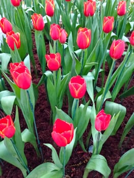 colorful tulips. tulips in spring 