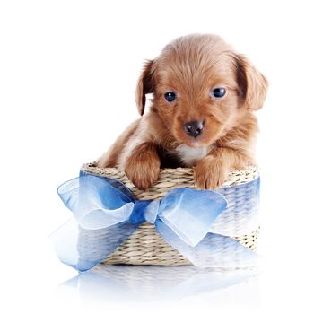 Puppy in a basket. Puppy in a wattled basket with a bow. Puppy of a decorative doggie. Decorative dog. Puppy of the Petersburg orchid on a white background