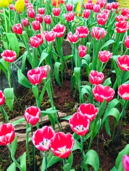 colorful tulips. tulips in spring 