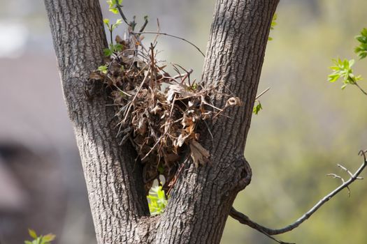 Tree squirrel nest high up in a leafy tree in soft focus