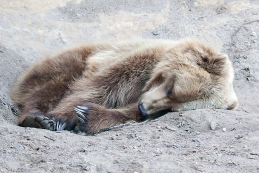 Brown Bear in the wild laying down in soft focus