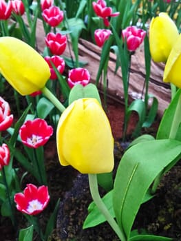 colorful tulips. tulips in spring 