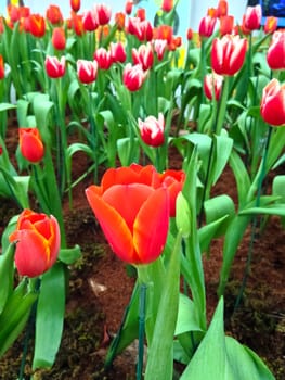 colorful tulips. tulips in spring 