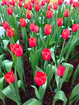 colorful tulips. tulips in spring 