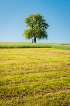 One apple tree in the green meadow