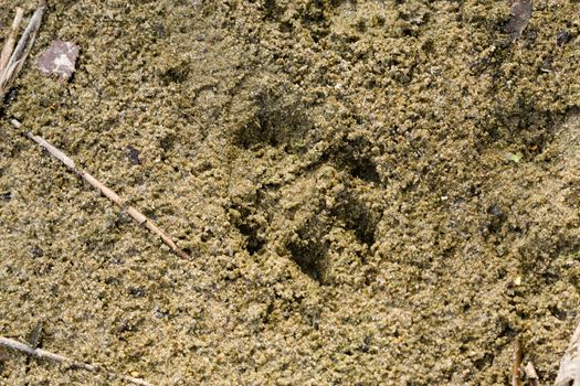 Left by traces of animals on sand
