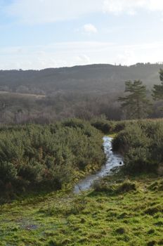 Ashdown Forest in Sussex, England. Once a Royle hunting ground for deer it is now one of the largest free public open spaces in Southern England.