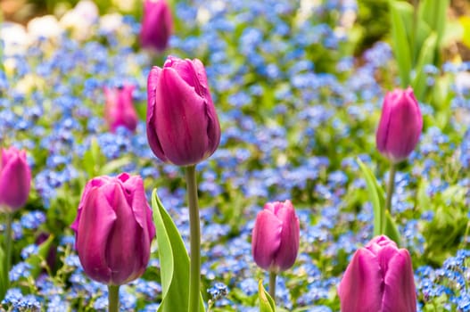 Close up of pink tulip flower on blurred background