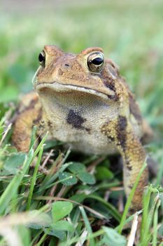 A brown spotted toad in the grass